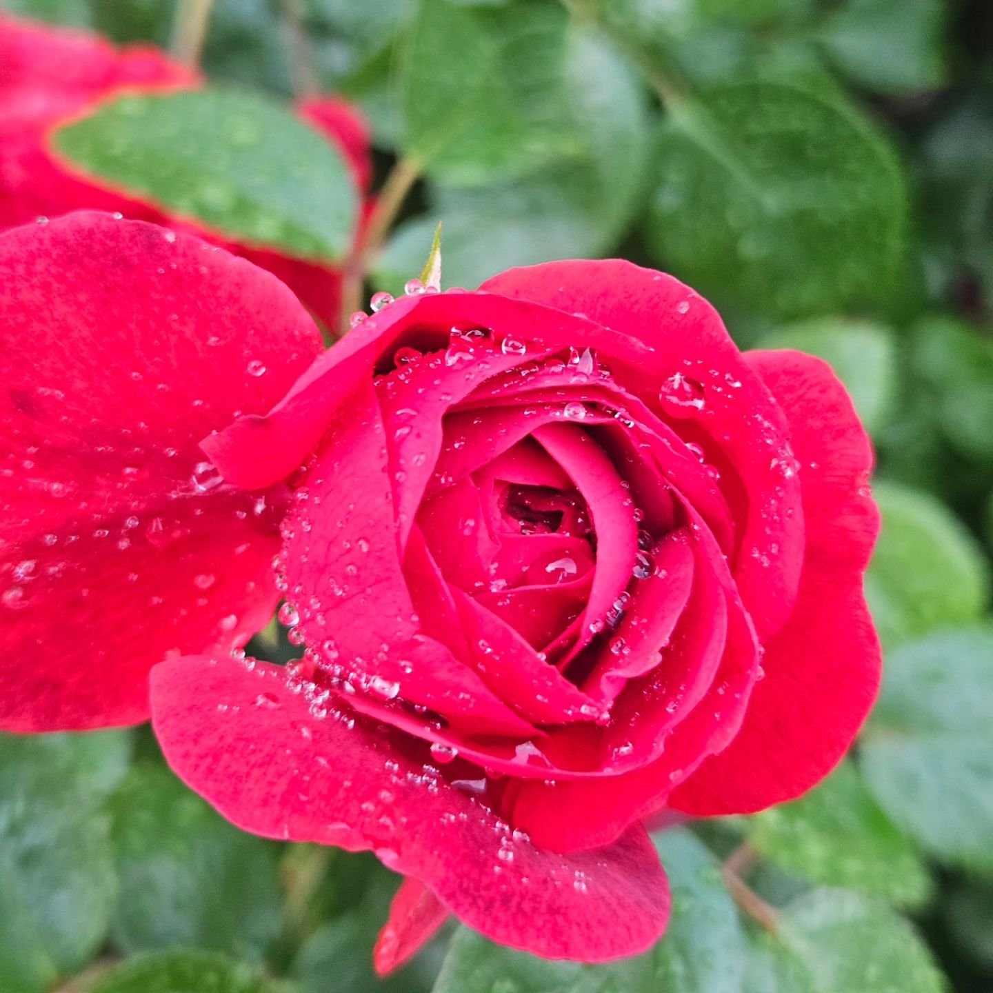 🌹Admiring the rain drops on the roses in front of the studio. We are open 12-7 today &amp; taking walk-ins come see us!

#roses #raindrops #raindropsonroses #tattoo #piercing #cincinnatitattoo