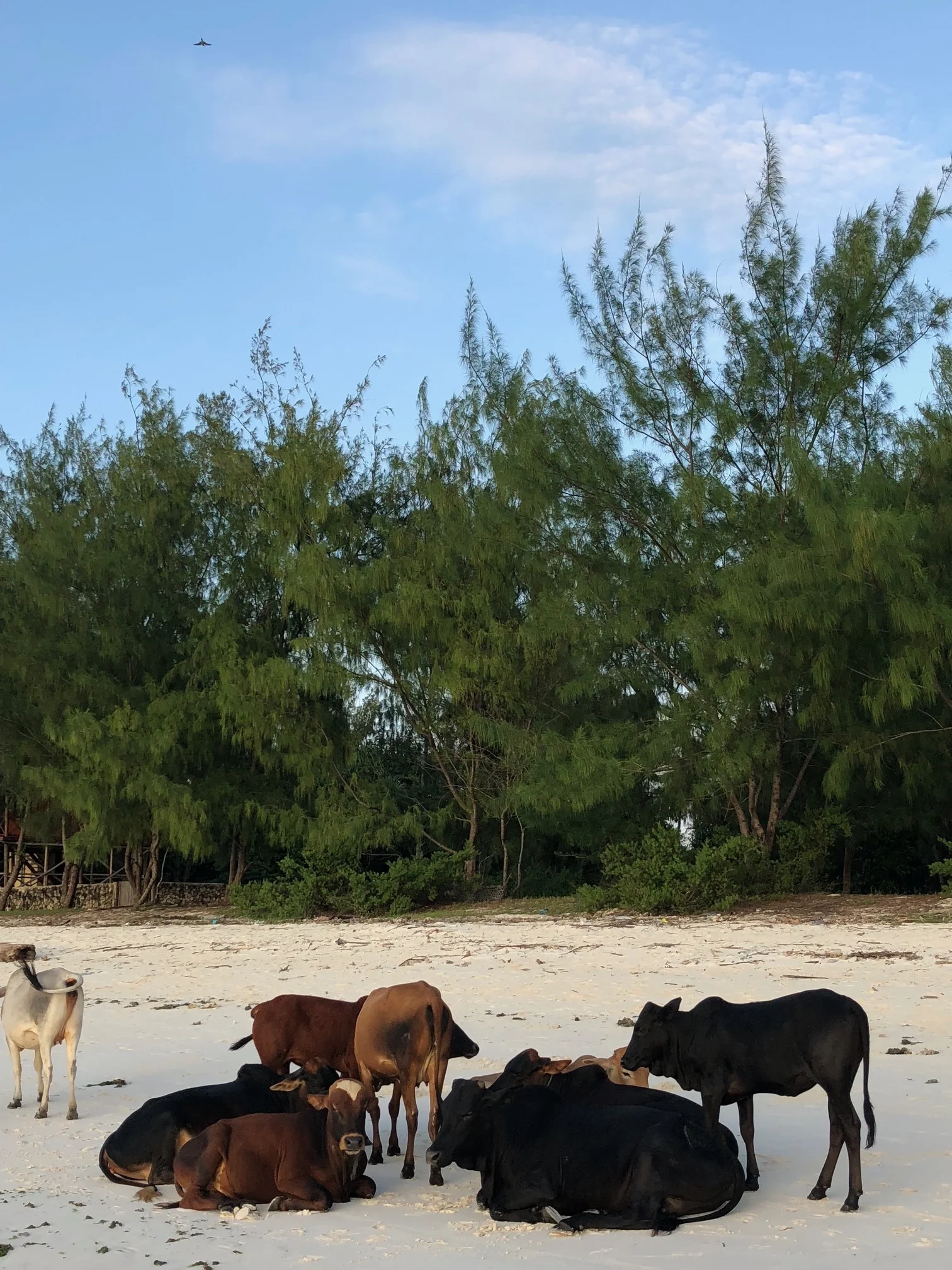 tifdot zanzibar 03.jpg