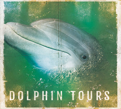 Dolphin tours