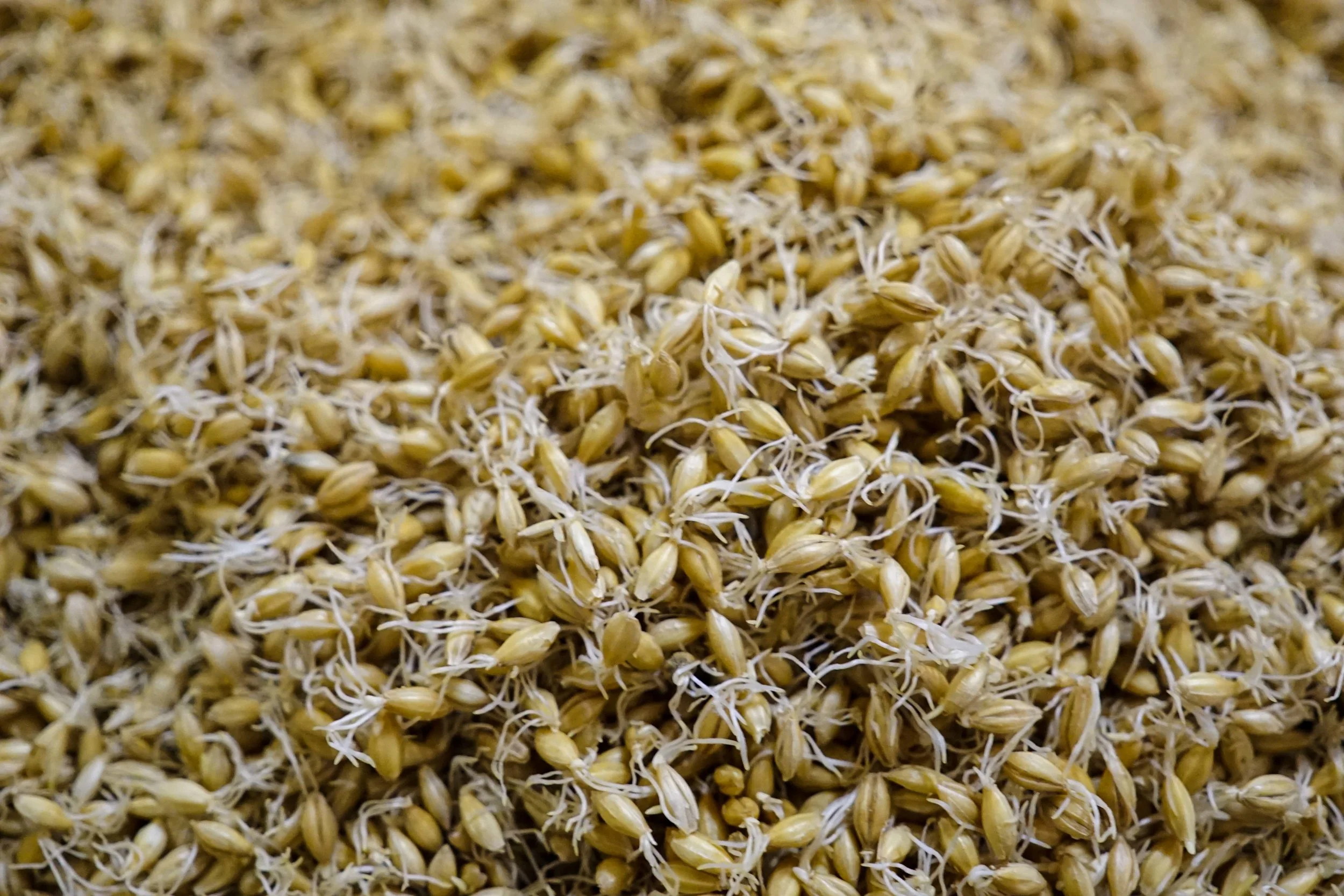 TexMalt-Malt-4.jpg