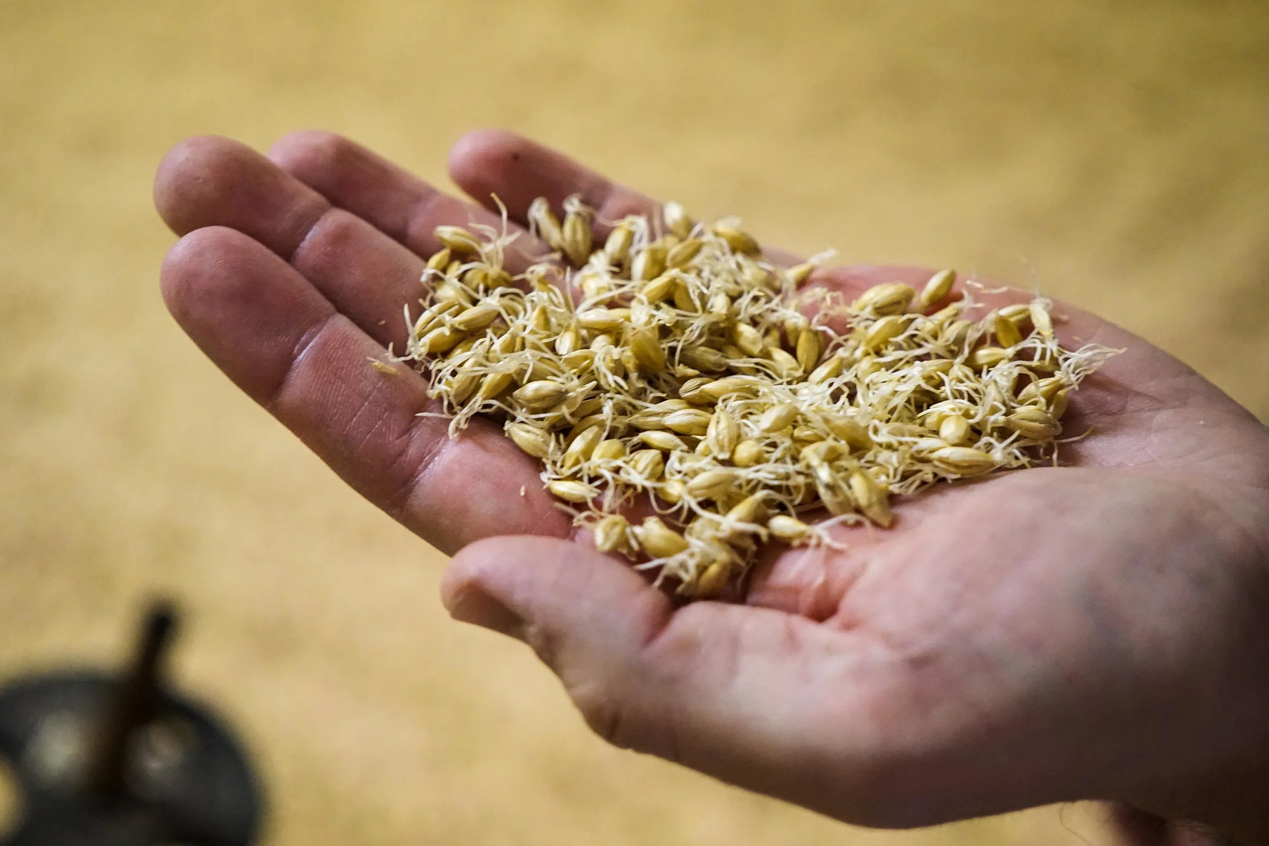 TexMalt-Malt-5.jpg
