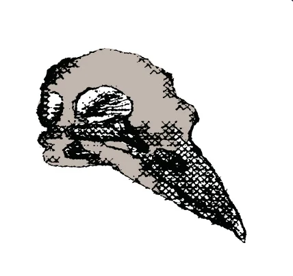 skull.jpg