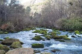 Reading water, water speed, seems, holding areas, approach, advanced mending are all things needed to fish Putah Creek