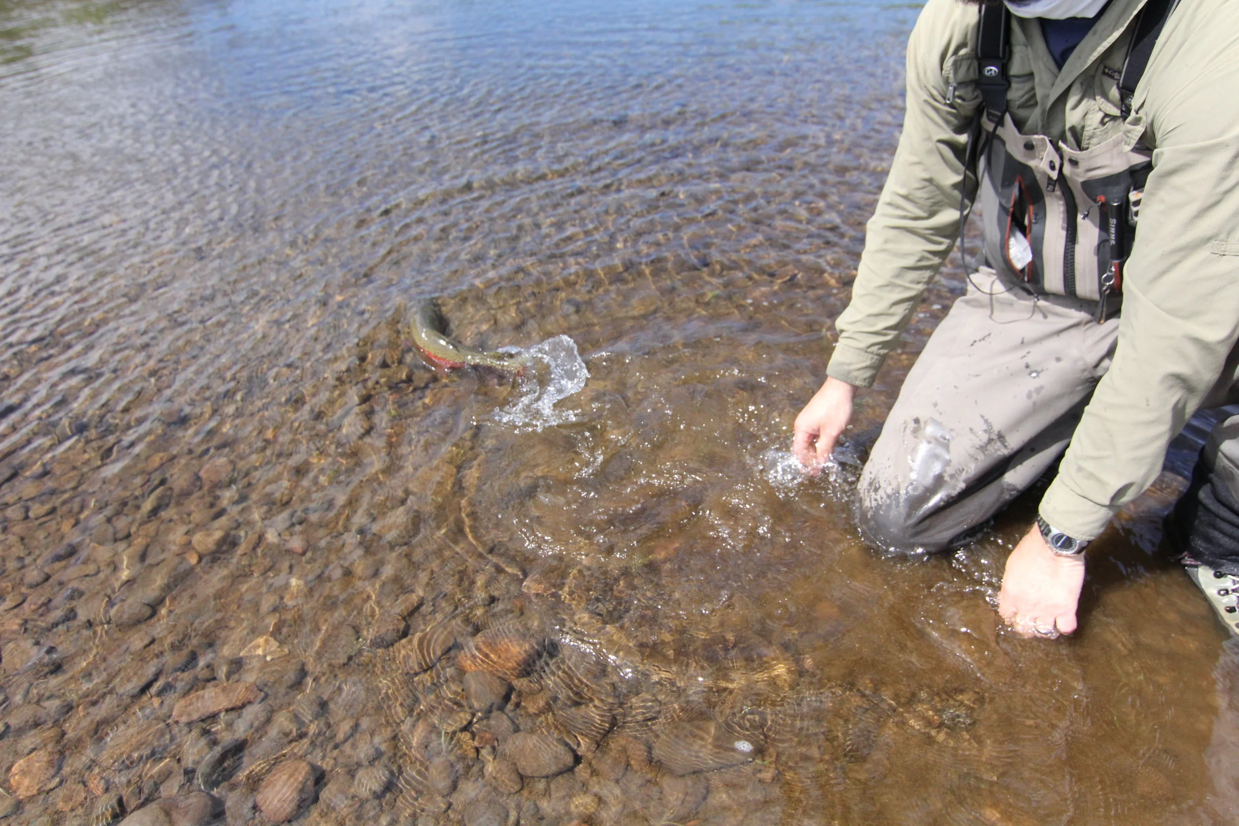 Alaska Rainbow Release