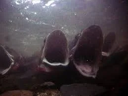 Spawning Fish and Their “O” Face