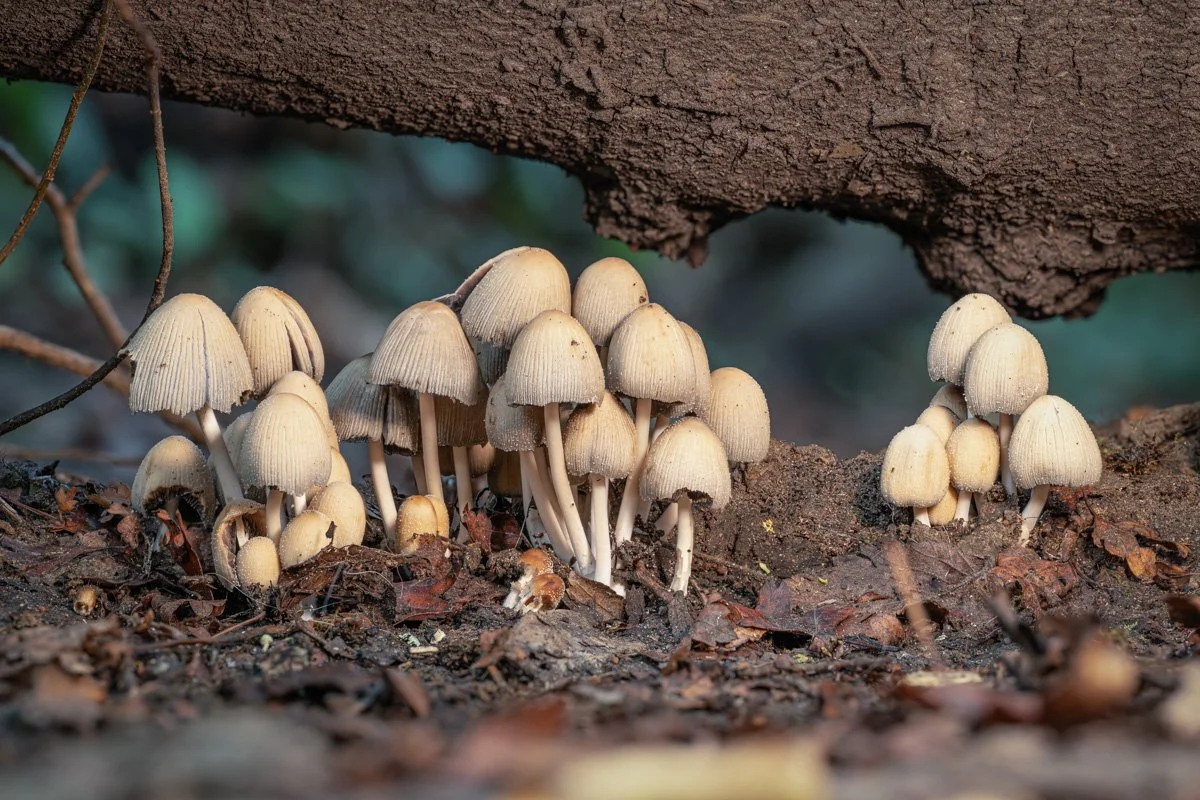 September Fungi - 2026