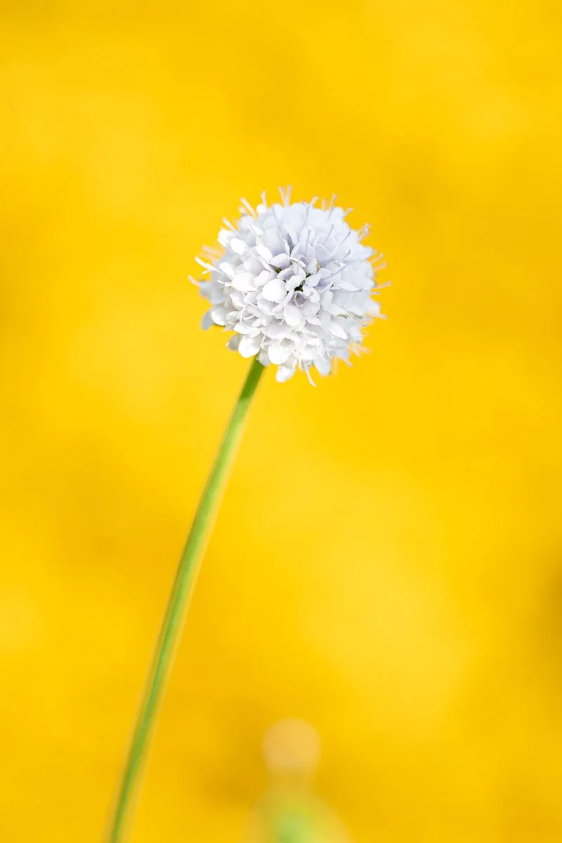 flower (2).jpg