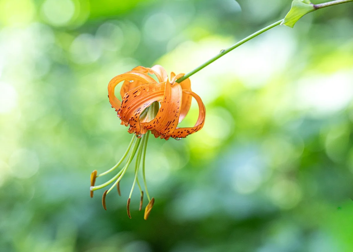 flower (1).jpg