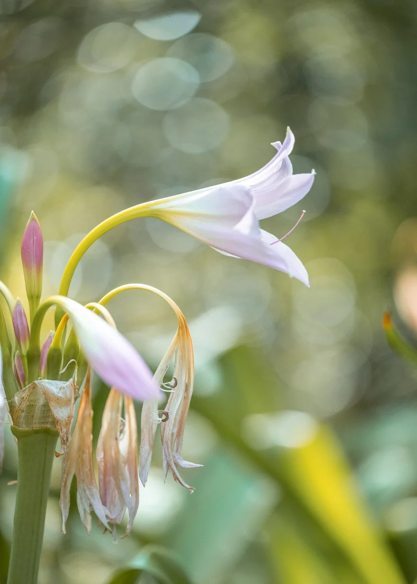 flower (3).jpg