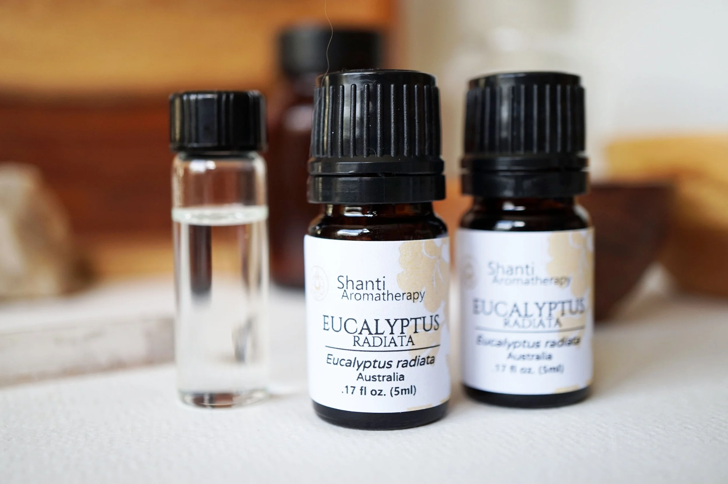 Eucalyptus Radiata (4).JPG