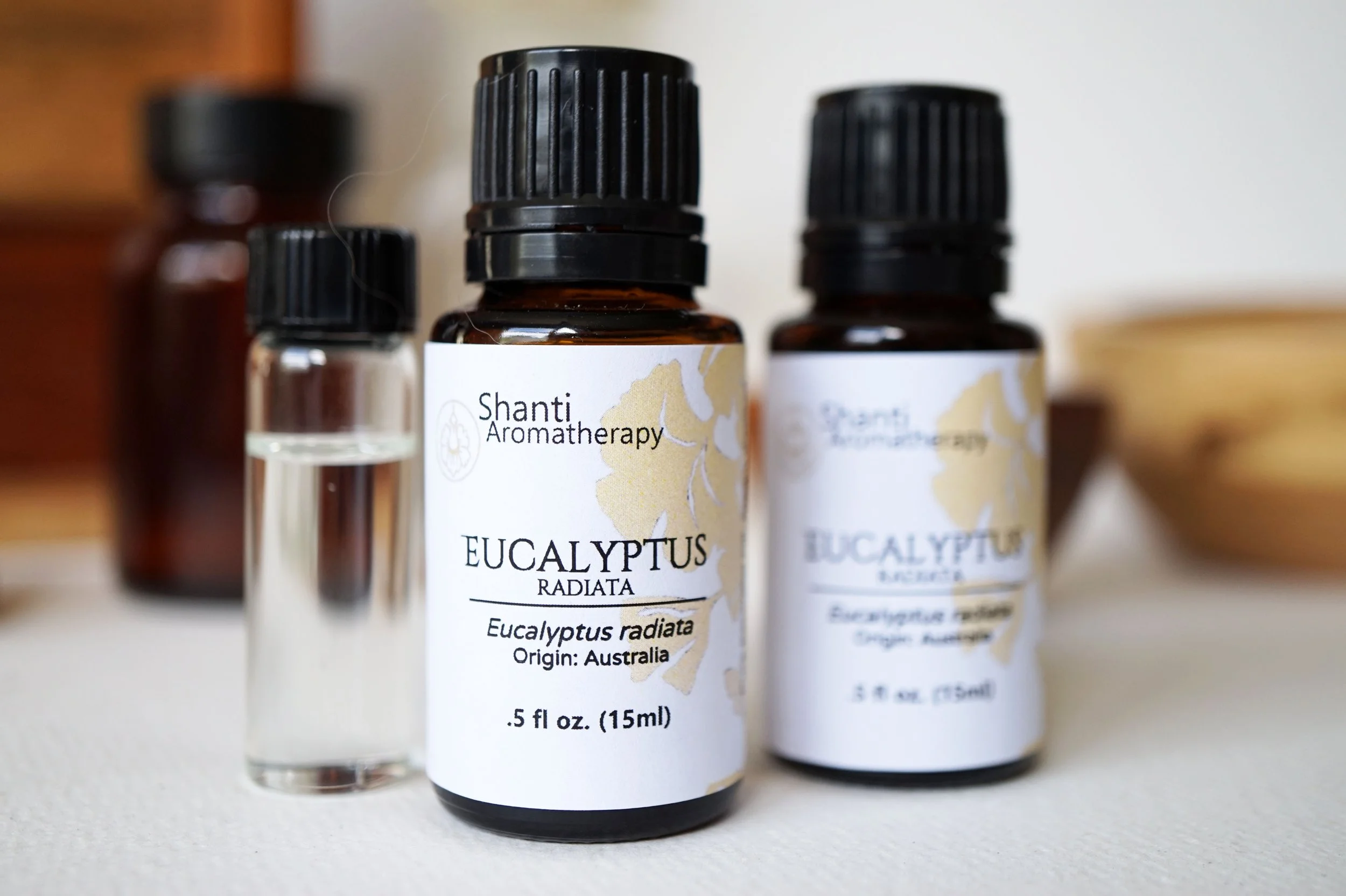 Eucalyptus Radiata (5).JPG