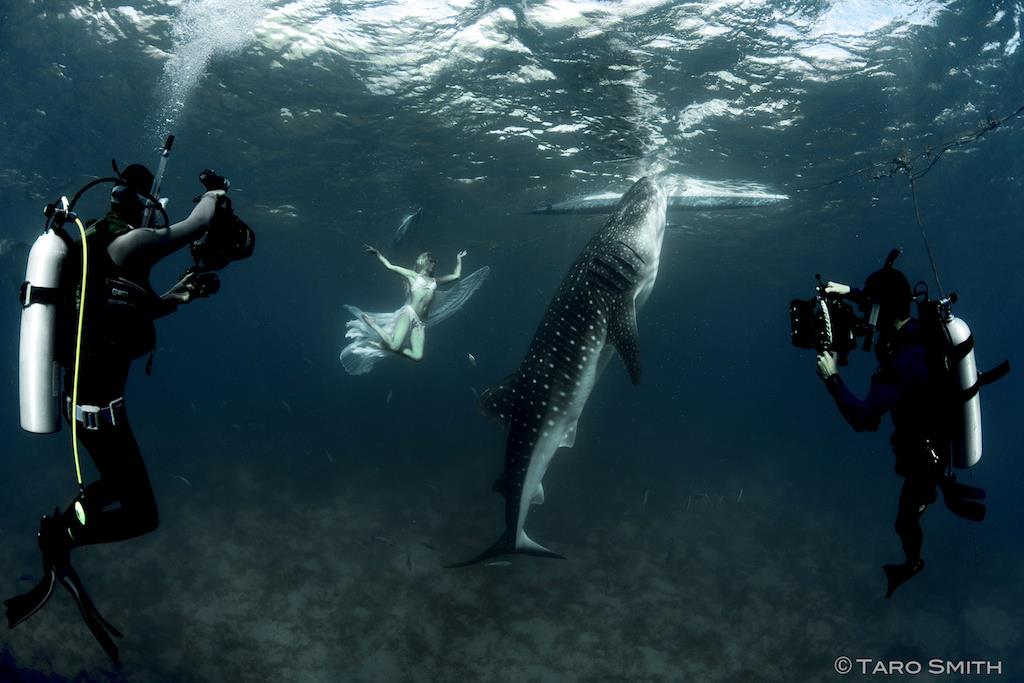 Whale Sharks and Fashion Join Forces To Help Put An End to Shark Finning