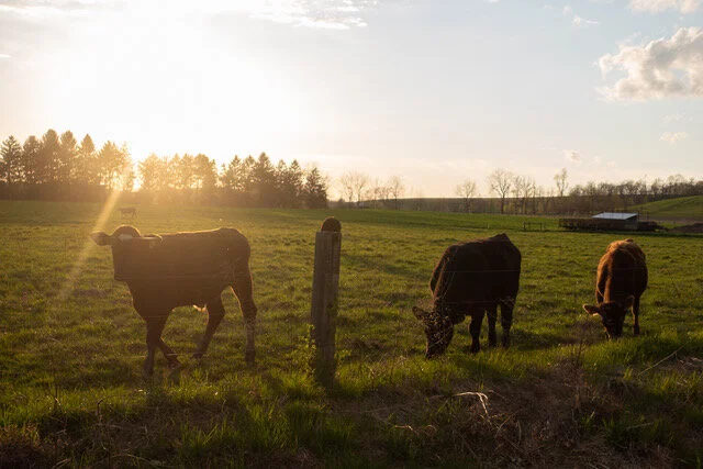 The Yoga of Living Green: Part II