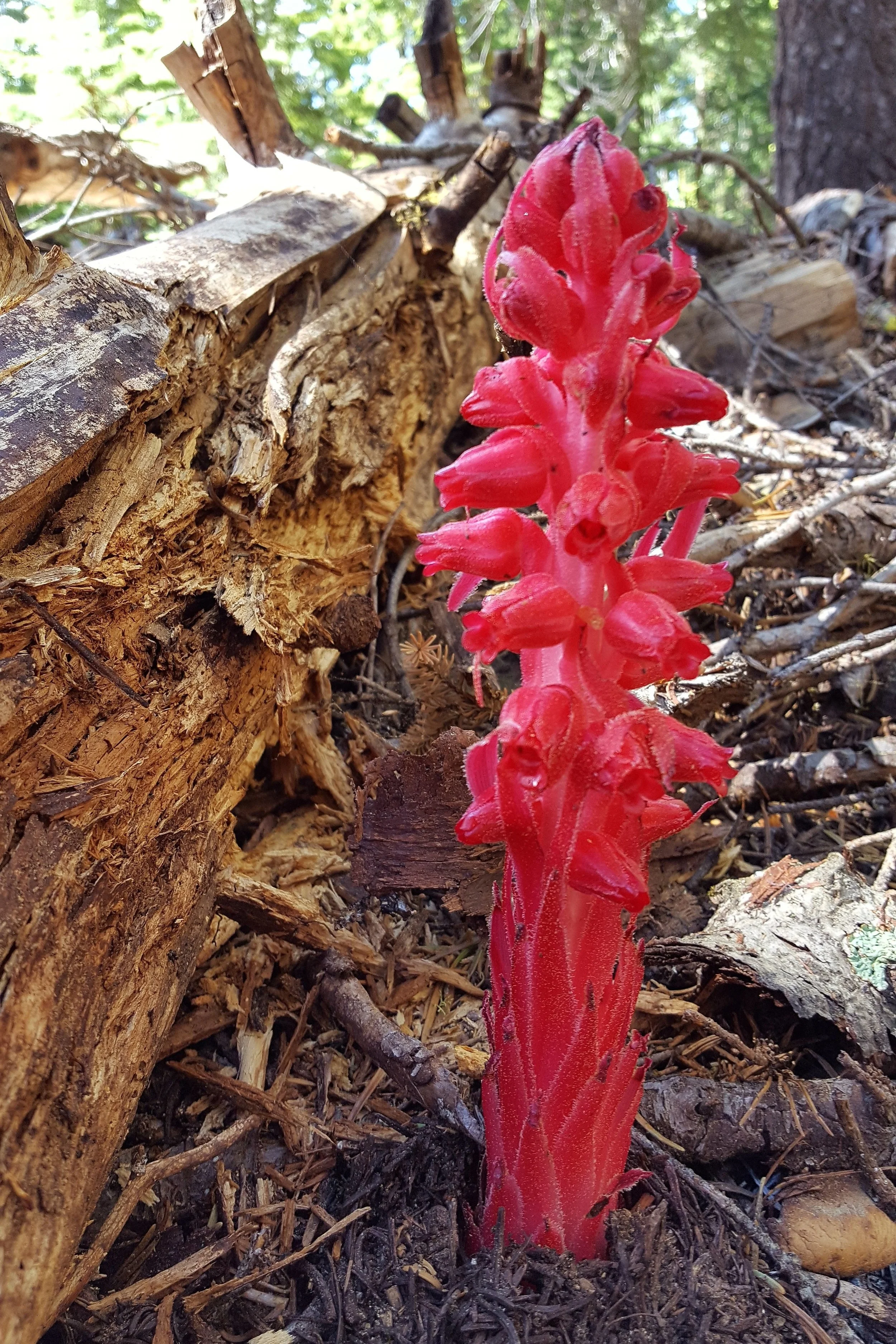 SNOW PLANT