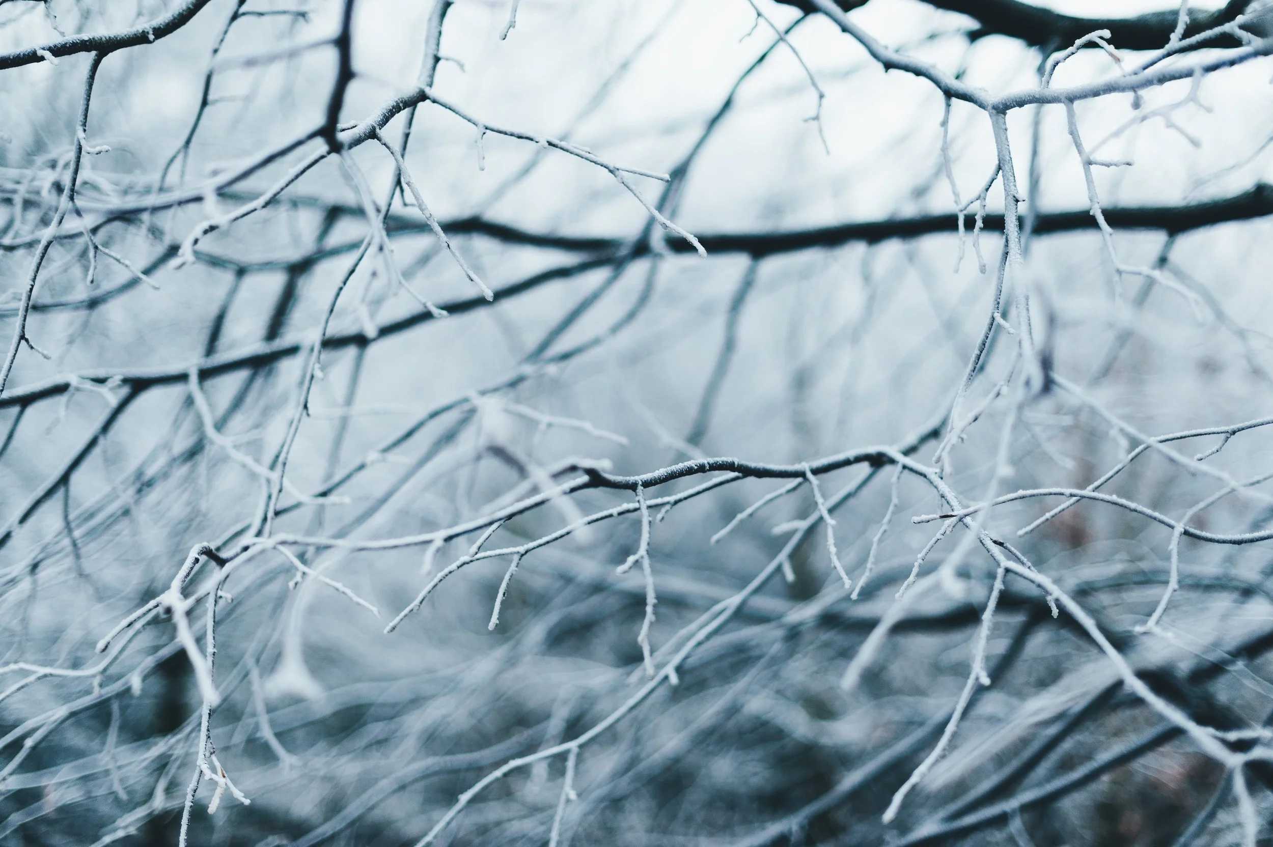 Photo by Anna Popovic