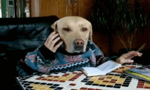 giphy (3).gif