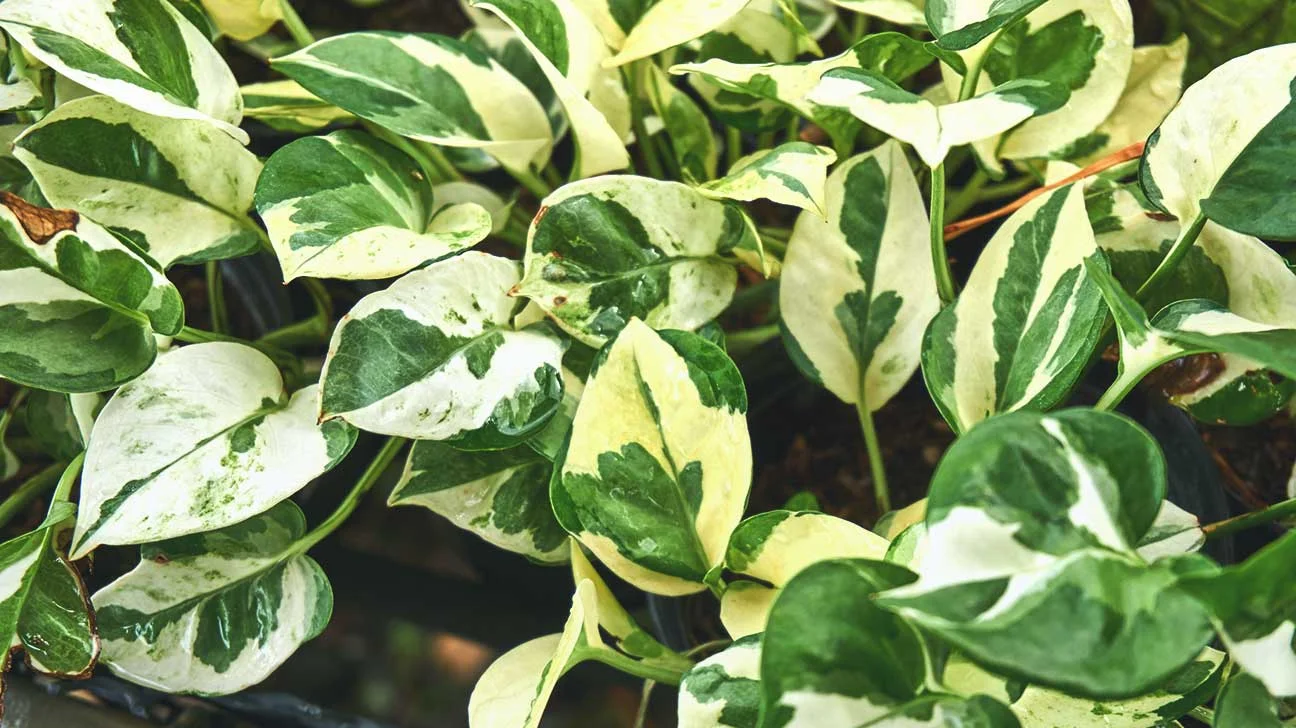 1296x728_Air-Purifying_Plants-3-Golden_Pothos.jpg