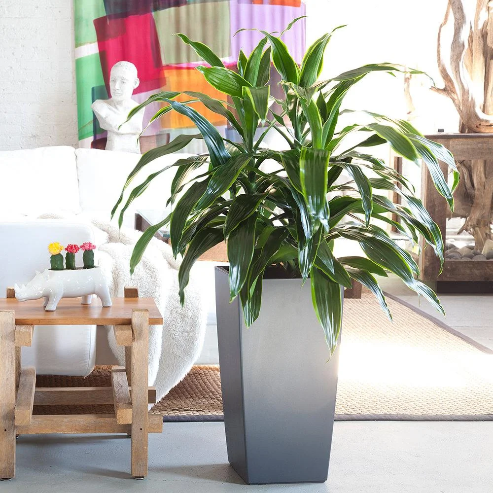 dracaena-art-cubico-slate_2000x.jpg
