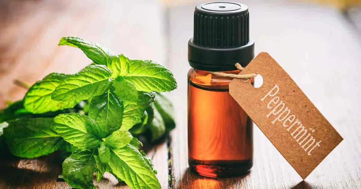 peppermint-oil-uses-benefits-01312017-min.jpg