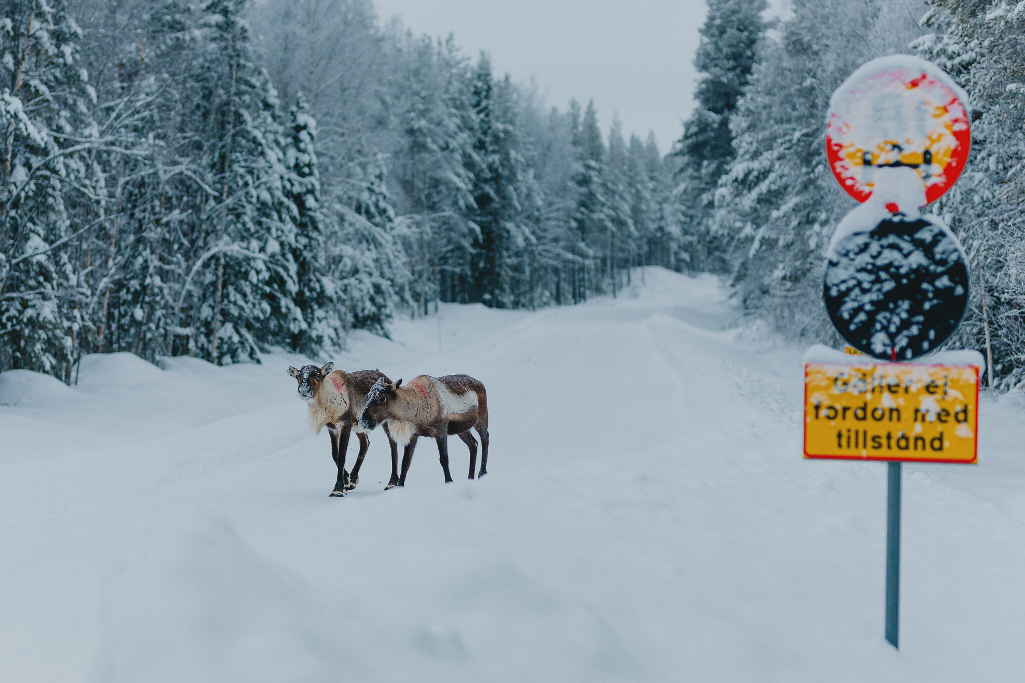 Lapland hike-8.jpg