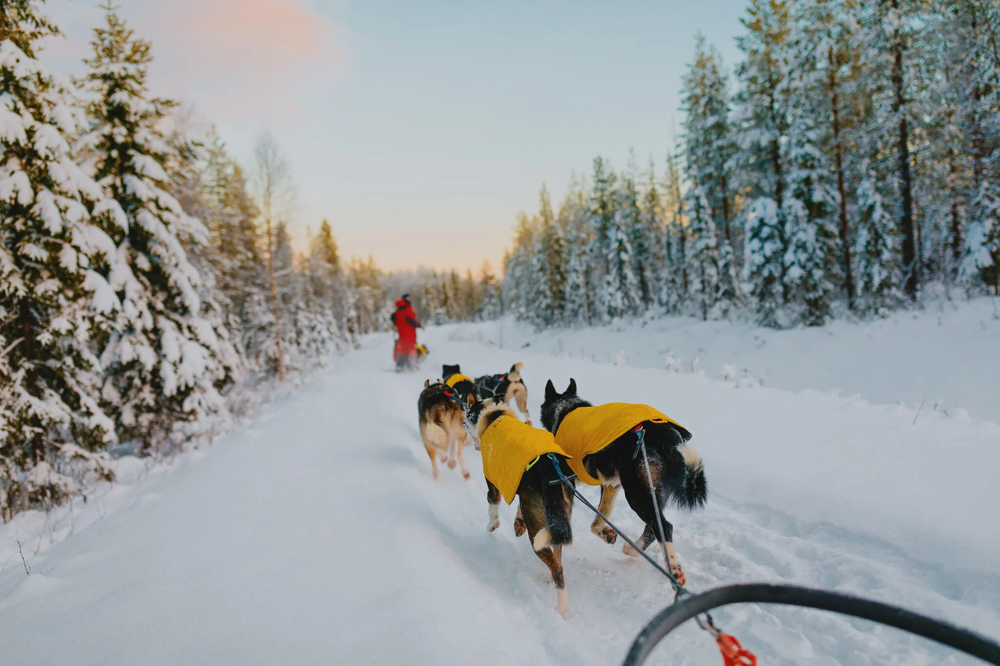 Lapland Huskey-5.jpg