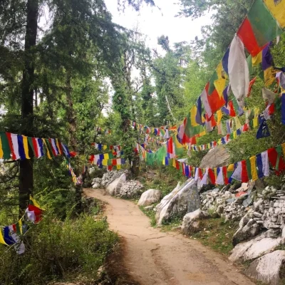 Through the woods in Dharamsala, India