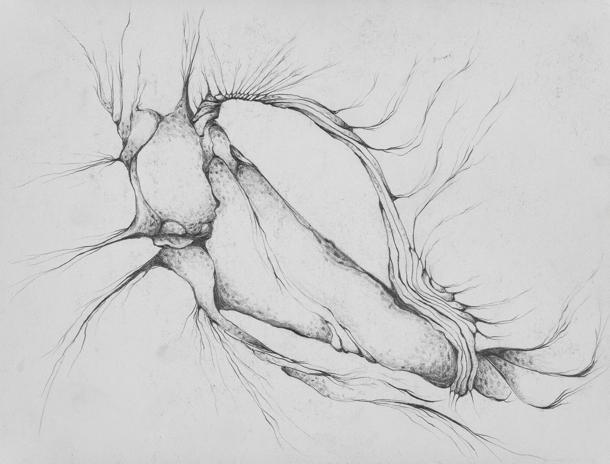 shell_sketch_sarah_shea_fine_art_web.jpg