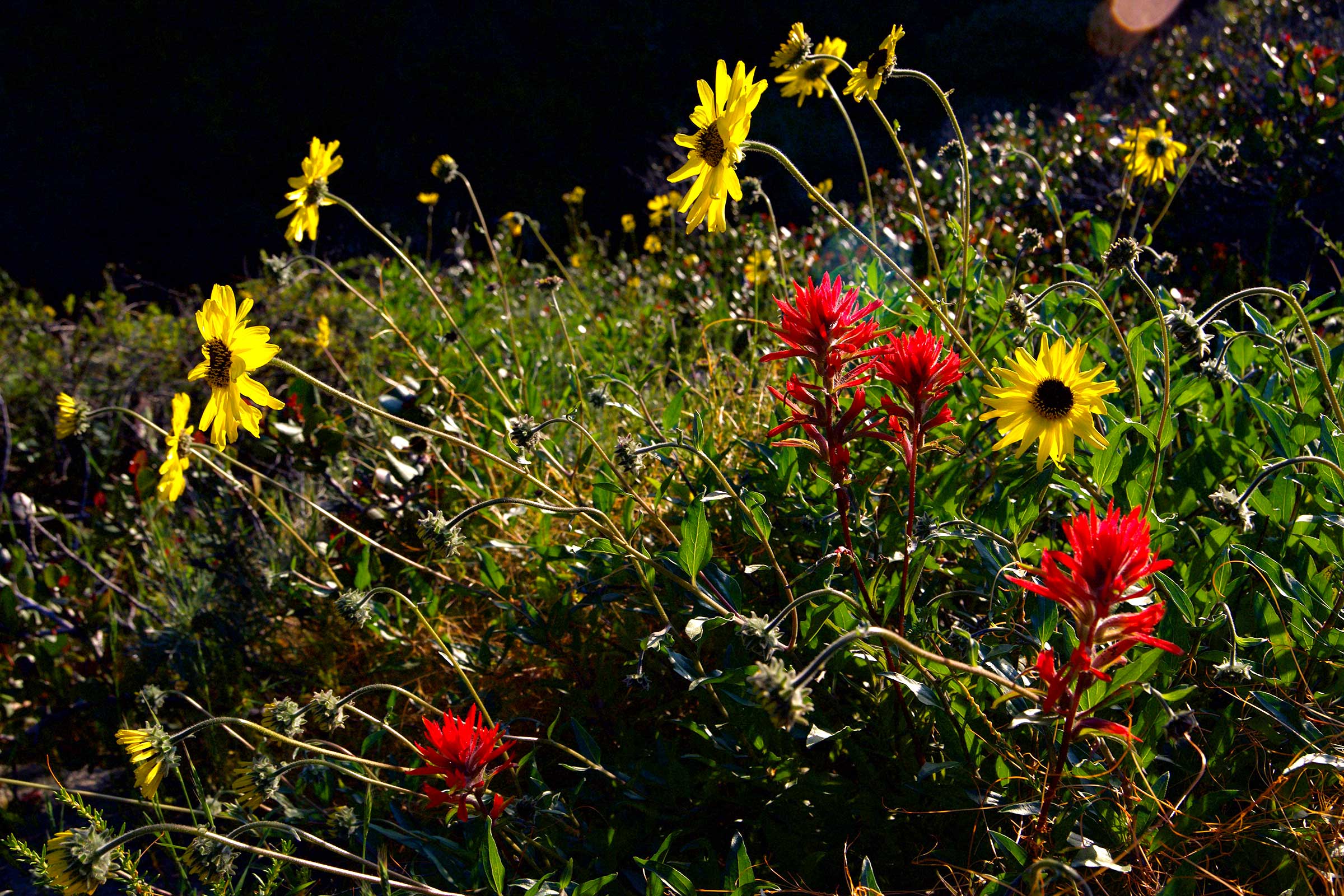 spring_bloom_sarah_shea_photography_web3.jpg
