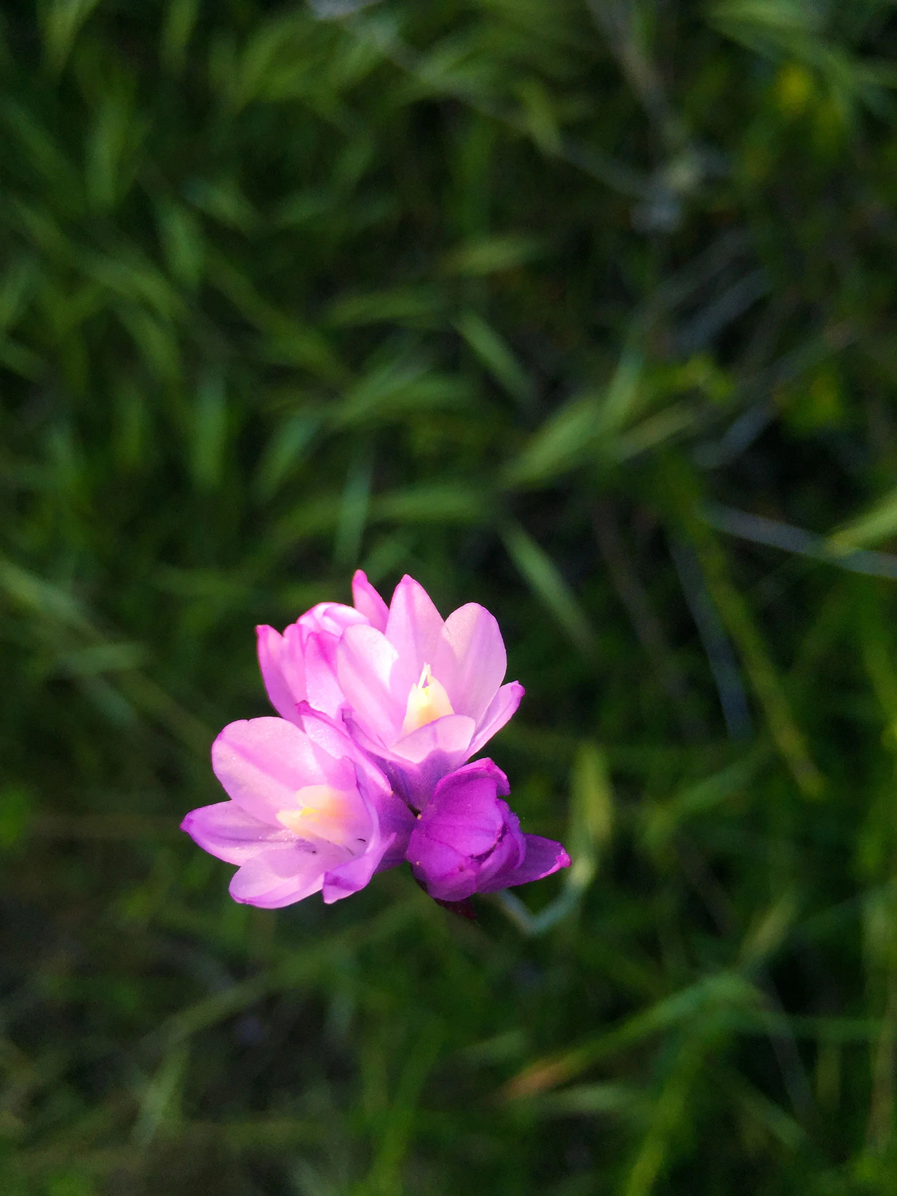 spring_bloom_sarah_shea_photography_web10.jpg