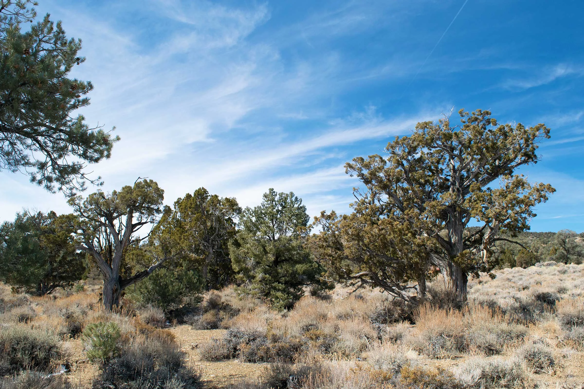 ancient_bristlecone_pine_forest_sarah_shea_photography_web.jpg
