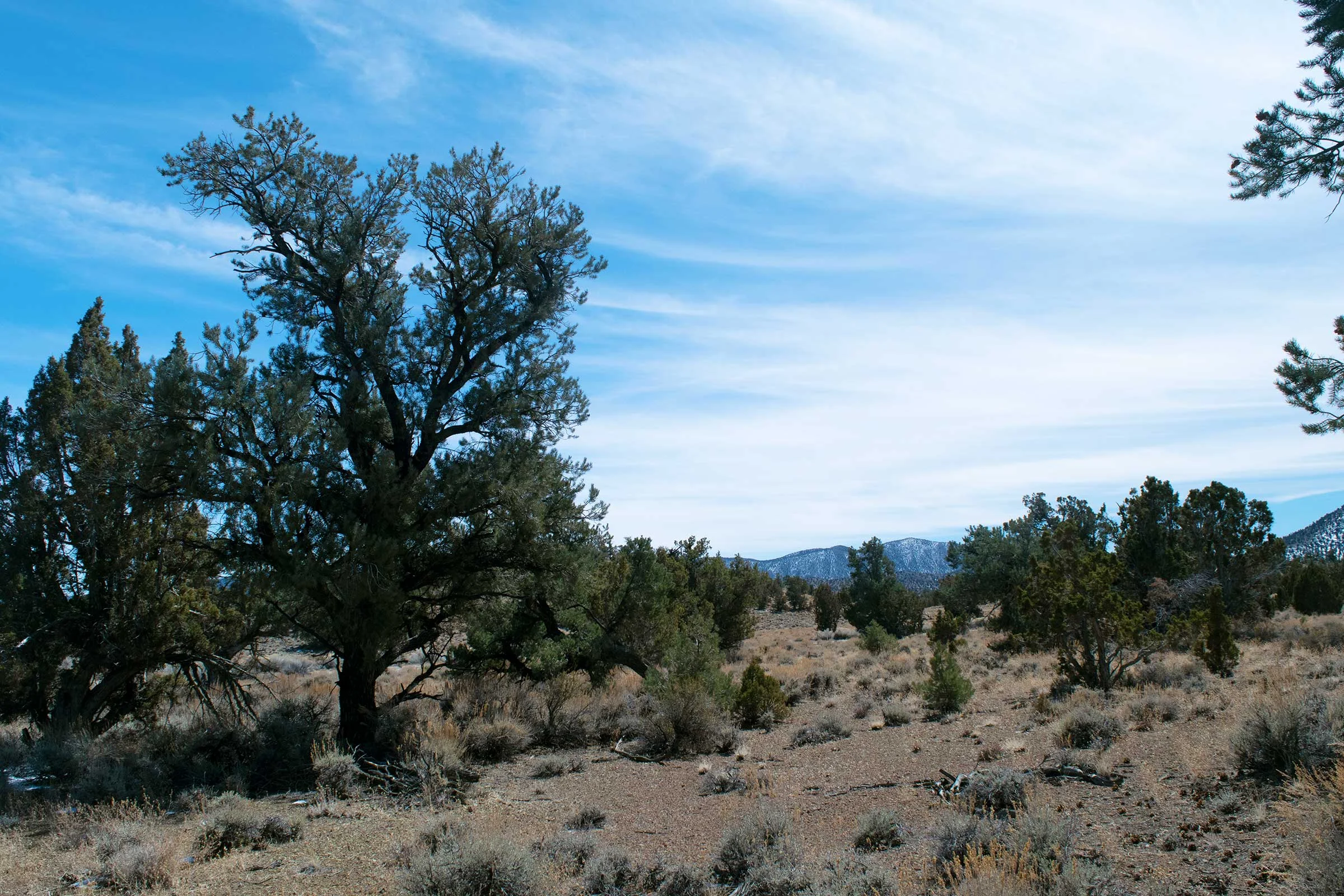 ancient_bristlecone_pine_forest_sarah_shea_photography_web3.jpg