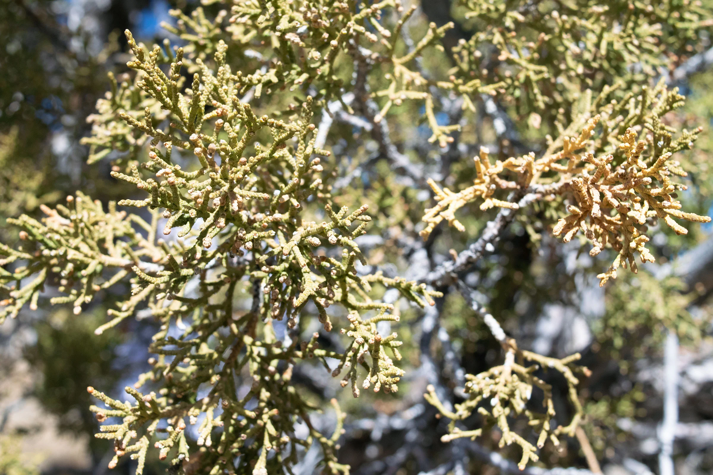 ancient_bristlecone_pine_forest_sarah_shea_photography_web5.jpg