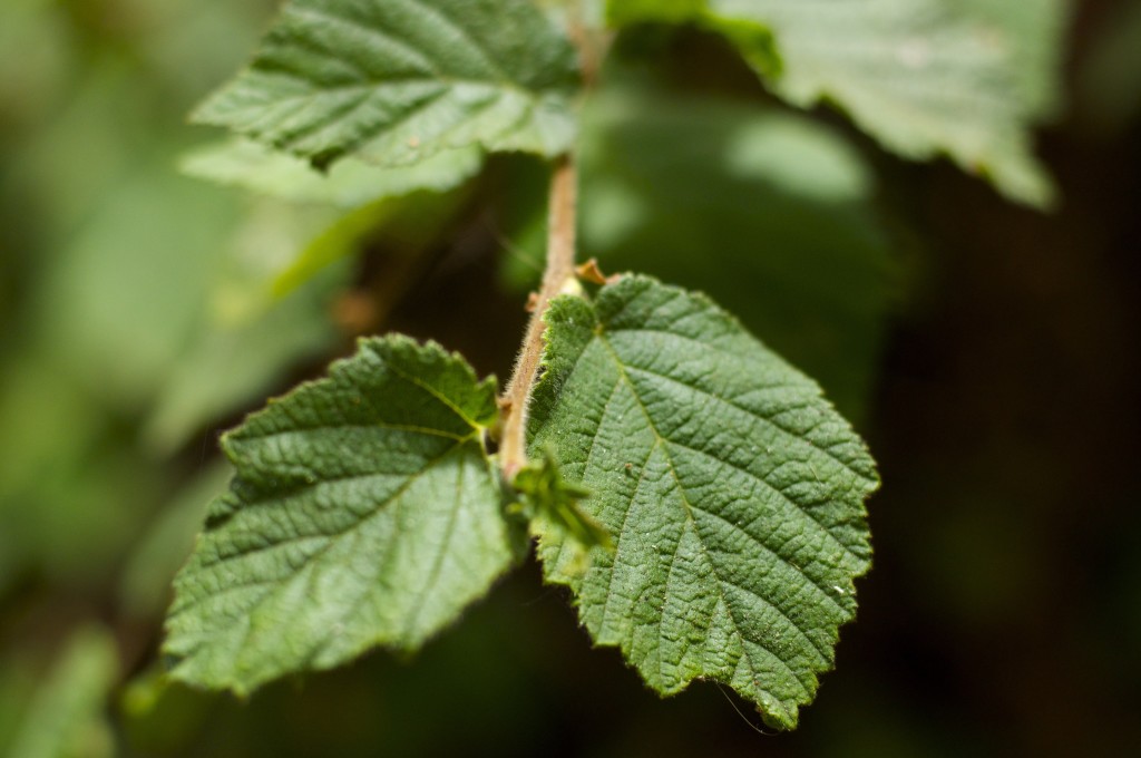 Hazelnut plant