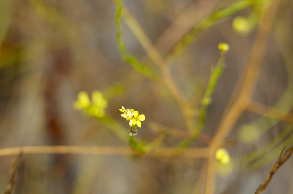 Hedge mustard