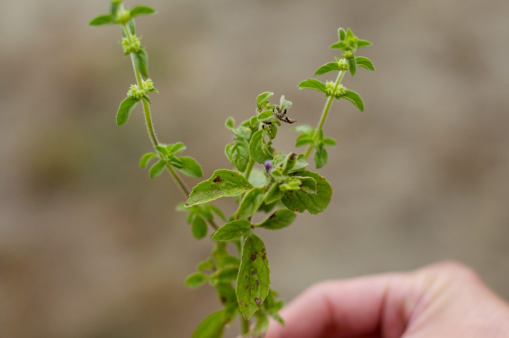 Wild mint