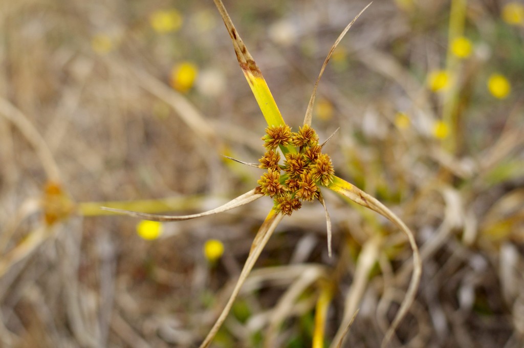 Nutsedge