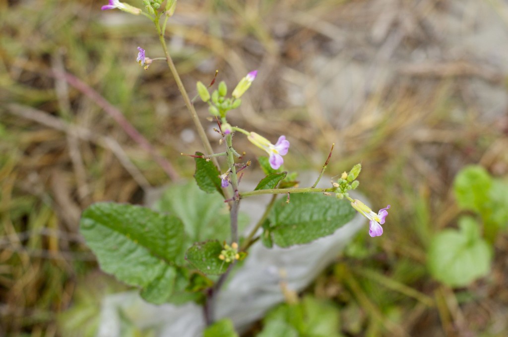 Wild radish
