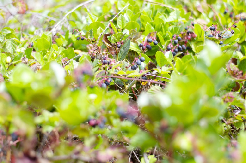 Salal berries