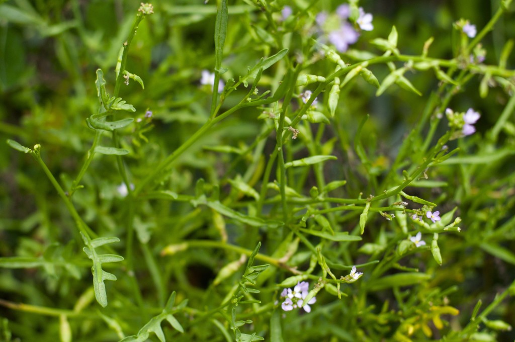 Sea rocket