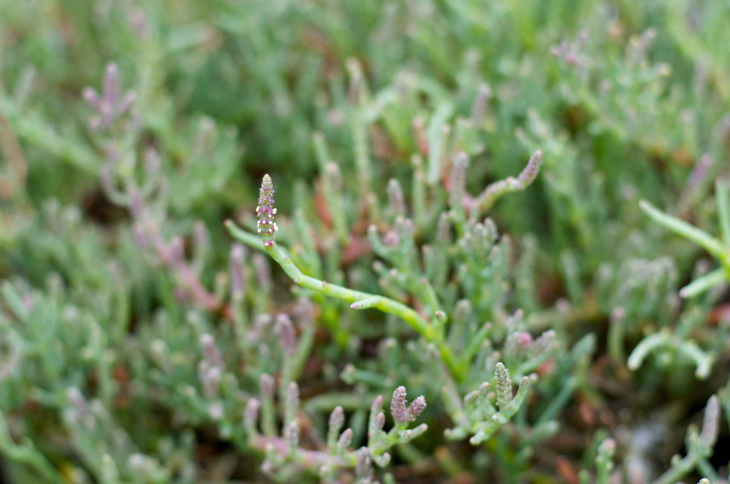 Sea beans