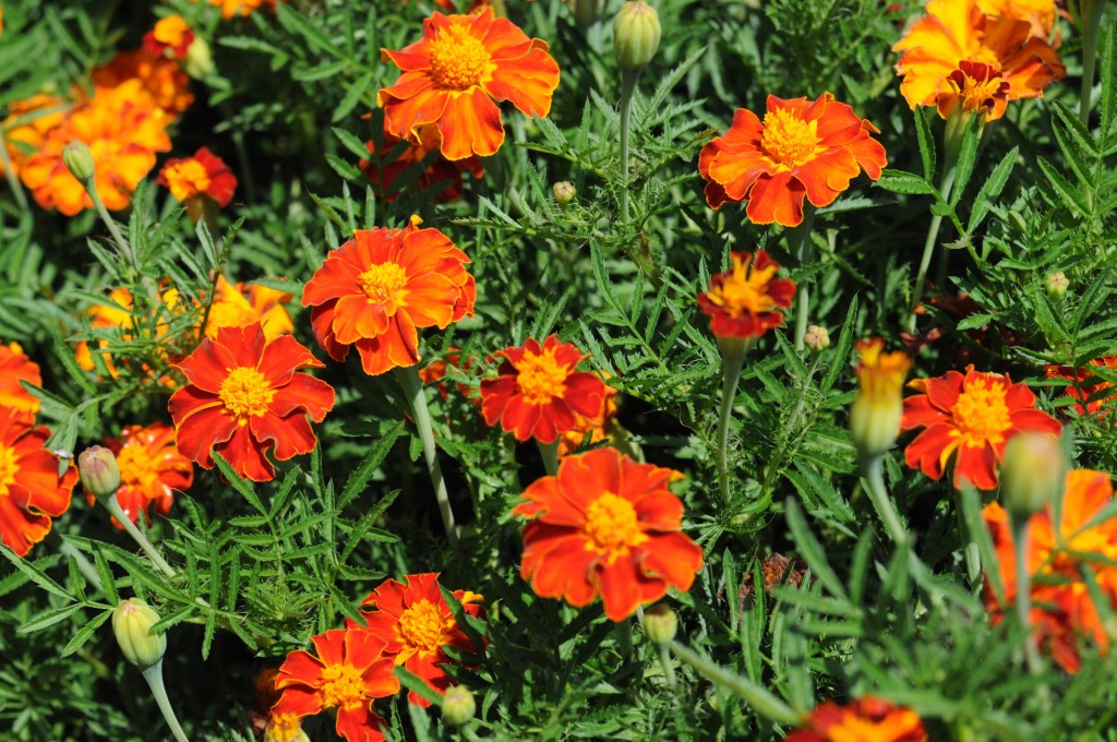 Marigolds