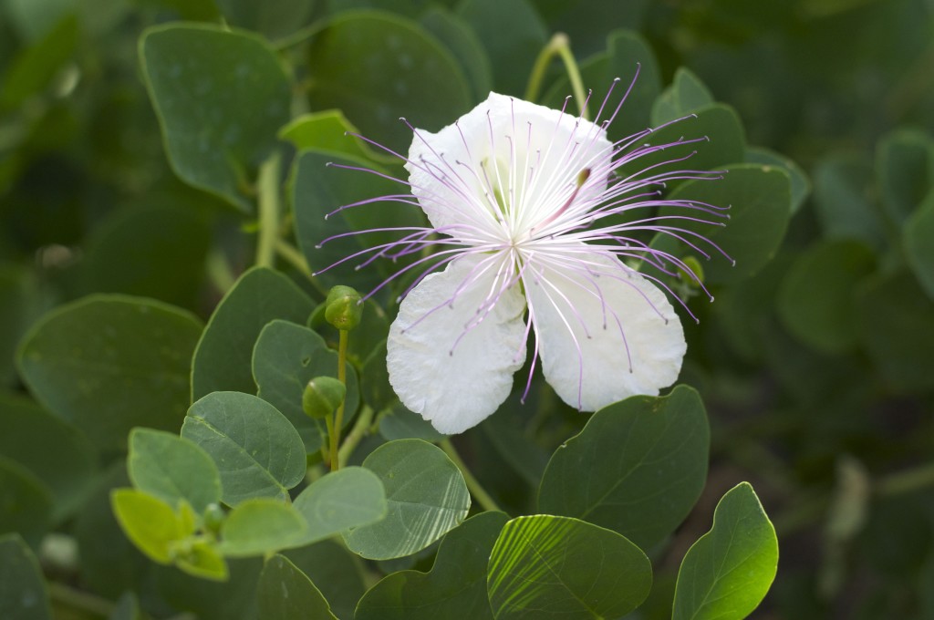 Caper plant