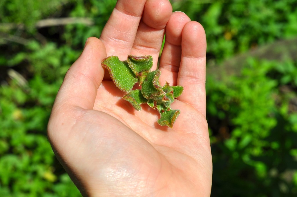 Ice plant