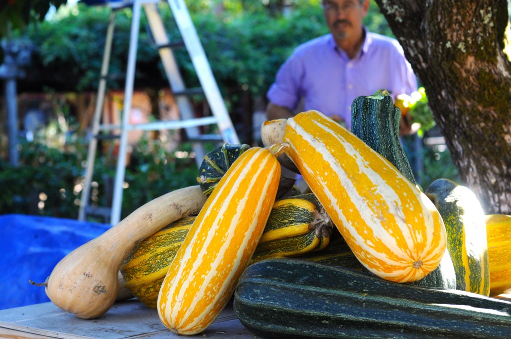 Fall squash