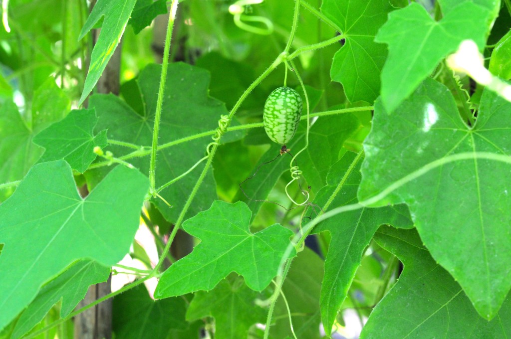 Mexican sour gherkin