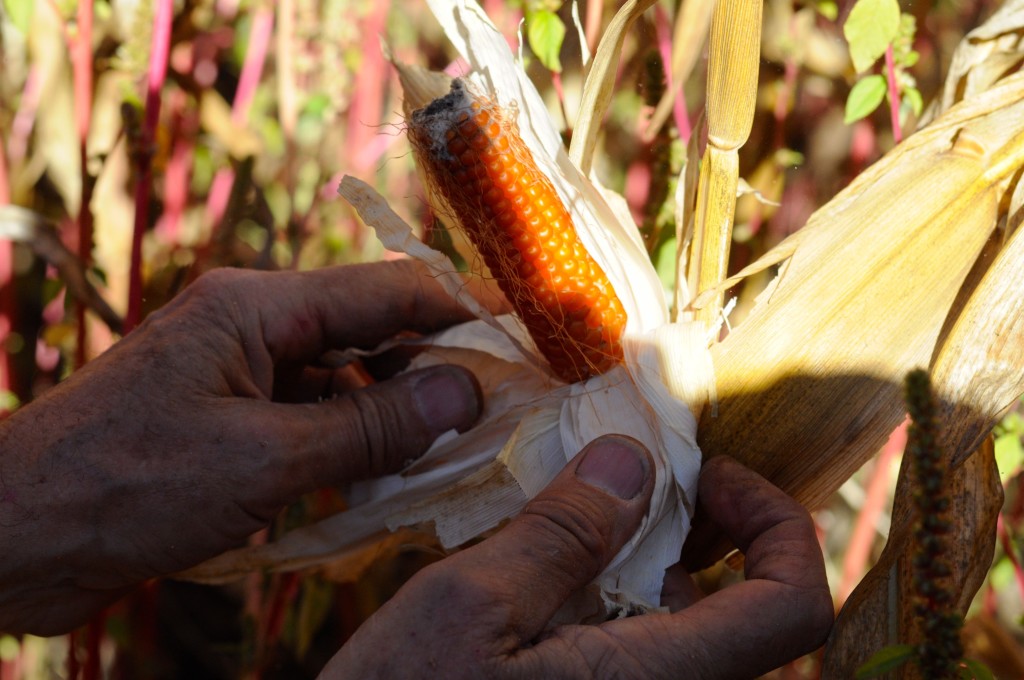 Sea island corn
