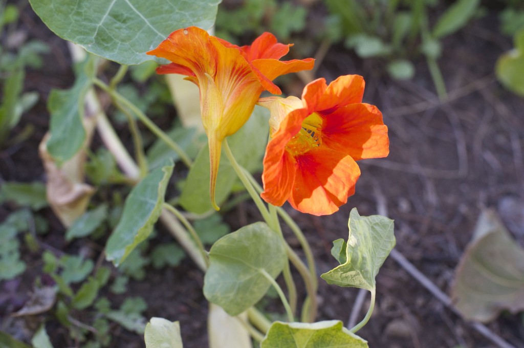 Nasturtium flowers