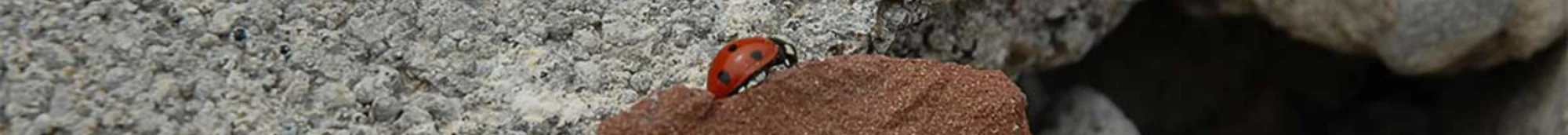 21-46_ladybug_banner_MD2.jpg