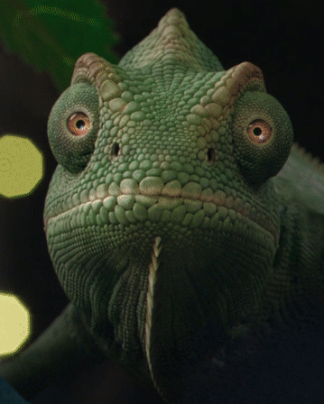 ezgif.com-crop copy 2.gif