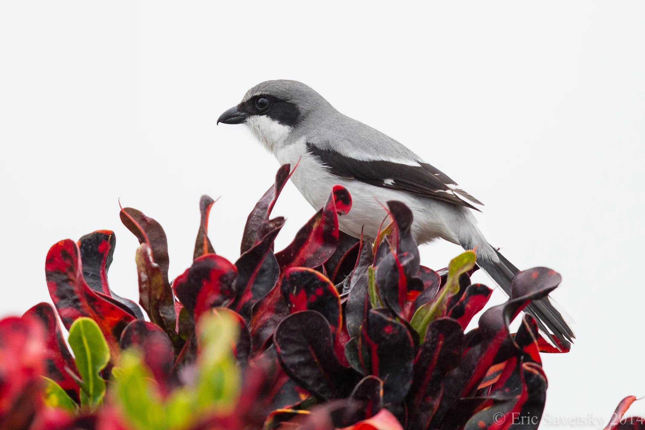 Shrike-1.jpg